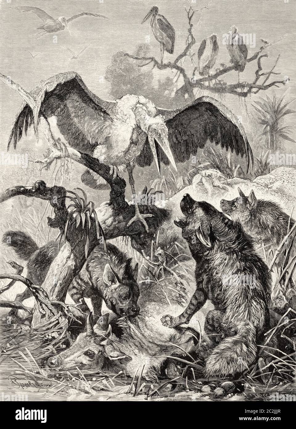 Le marabout de la tempête de marabout lutte contre la hyène tachetée pour la nourriture. Afrique. Illustration gravée du XIXe siècle, El Mundo Ilustrado 1880 Banque D'Images