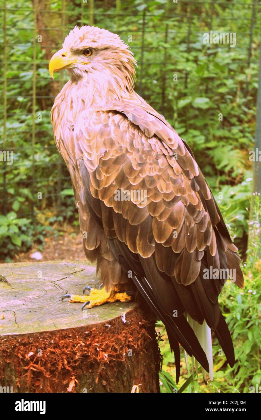 Aigle, Wilhelma Adler Banque D'Images