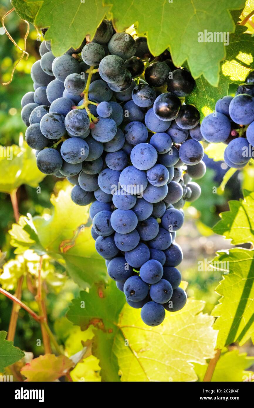 Les raisins à un vignoble ensoleillé juste avant la moisson d'automne, selective focus Banque D'Images