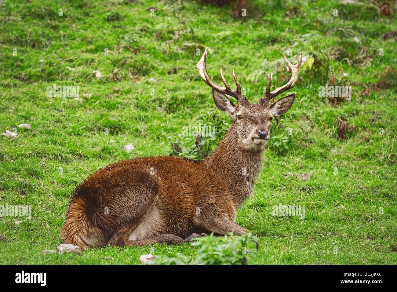 Deer reste sur l'herbe Banque D'Images