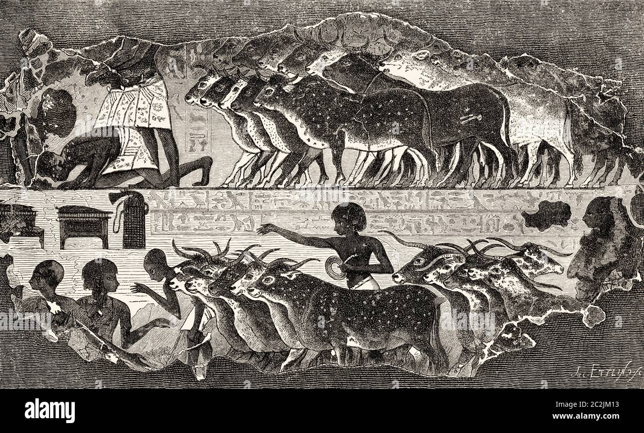 Bas-relief Egyptien tombe scène animaux, Egypte ancienne. Illustration gravée du XIXe siècle, El Mundo Ilustrado 1880 Banque D'Images