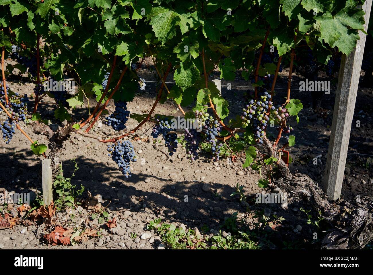 Vignes (vignes) dans le vignoble du Château Lagrange, Saint-Julien dans la région medox de Bordeaux, France août 2019 Banque D'Images Vignes (vignes) dans le vignoble du Château Lagrange, Saint-Julien dans la région medox de Bordeaux, France août 2019 Banque D'Images