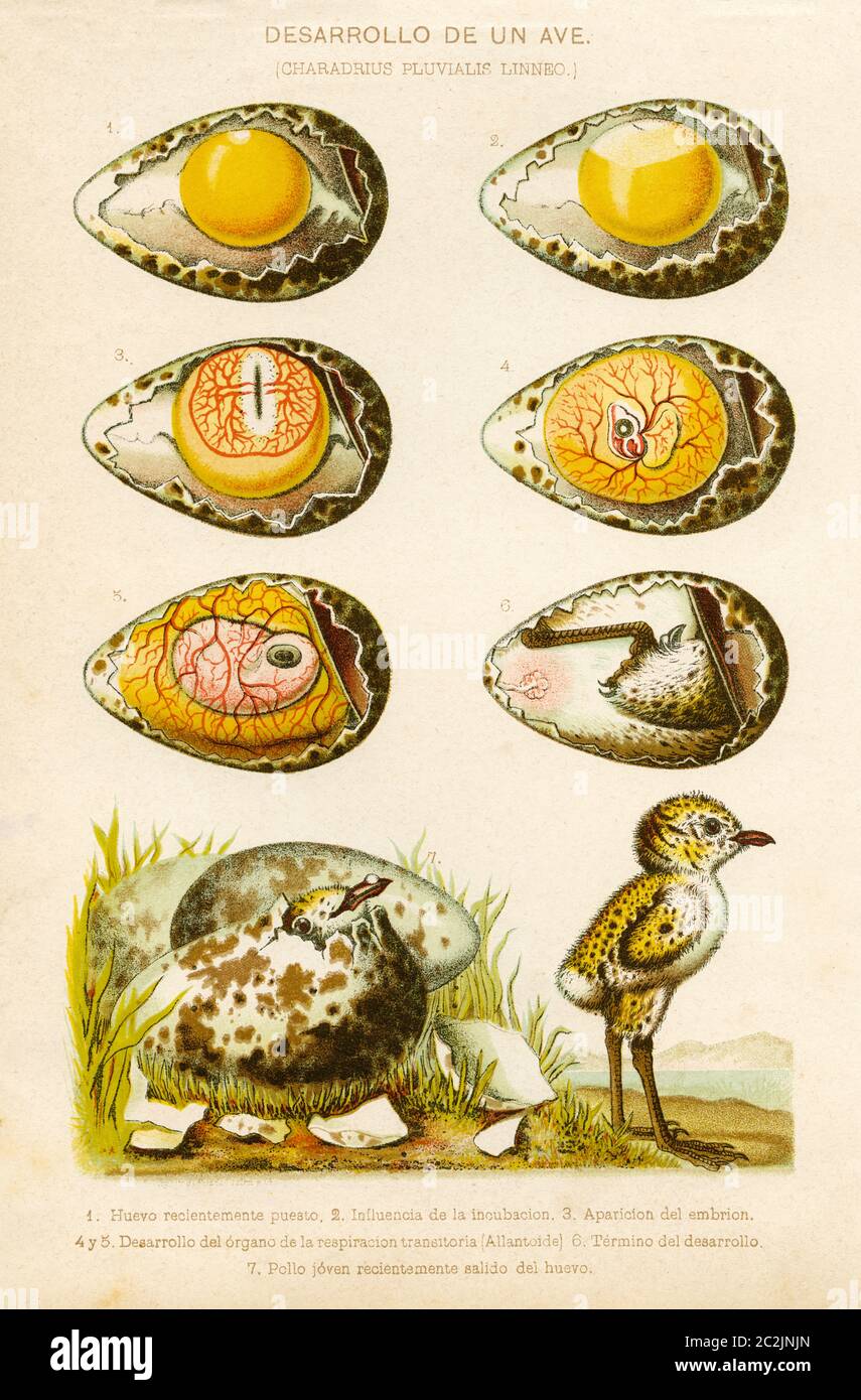Évolution d'un poulet dans un œuf. Développement d'embryons d'oiseaux. Illustration gravée du XIXe siècle, El Mundo Ilustrado 1880 Banque D'Images