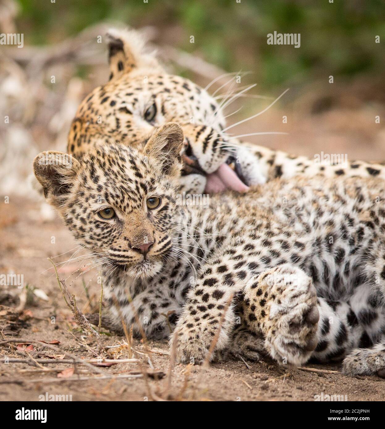 Le léopard féminin et son bébé léopard cub mentant toilettage à Kruger Park en Afrique du Sud Banque D'Images