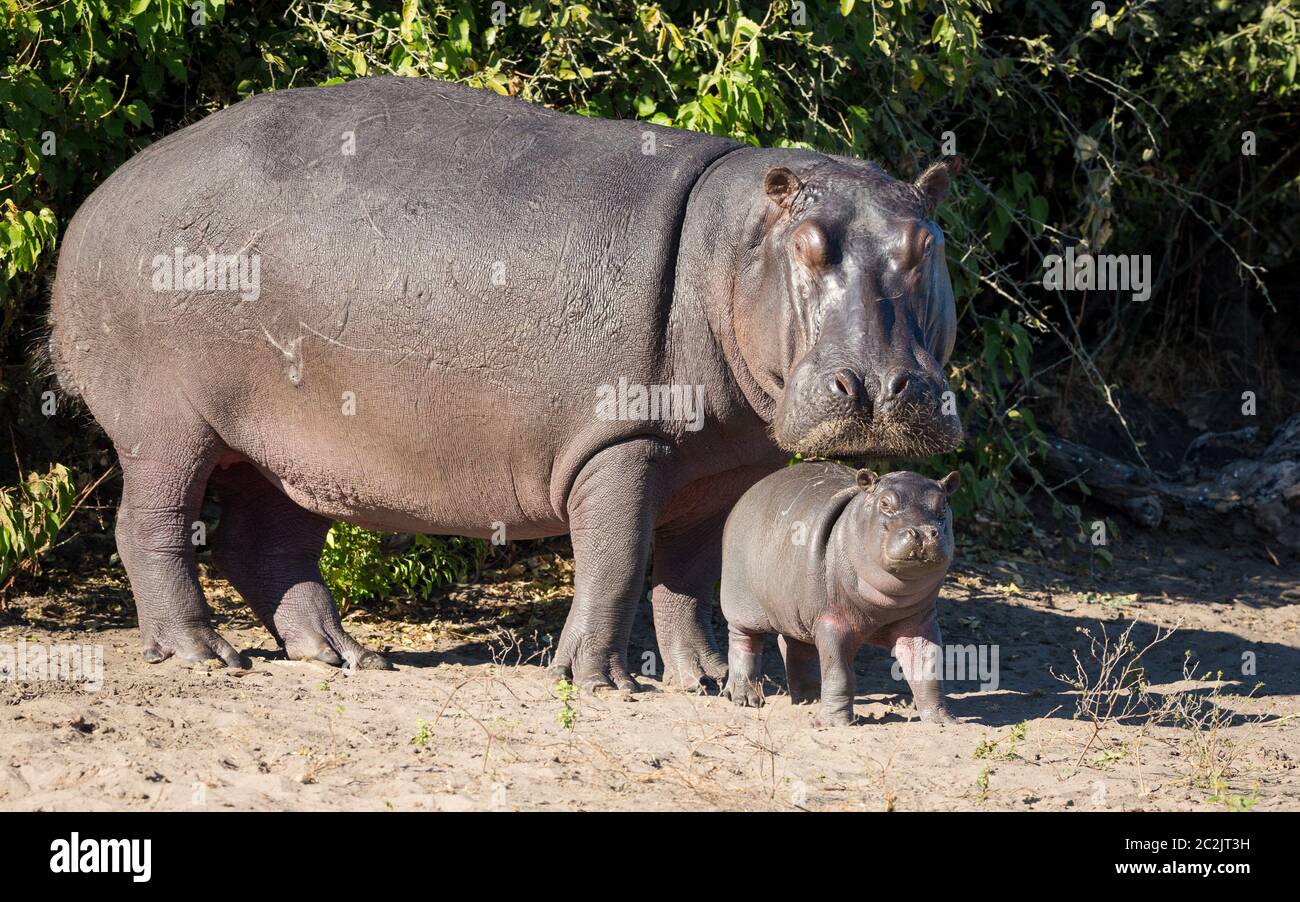 Comparaison complète du corps entre la mère et le bébé nouveau-né hippopotame se tenant hors de l'eau dans le parc national de Chobe Botswana Banque D'Images