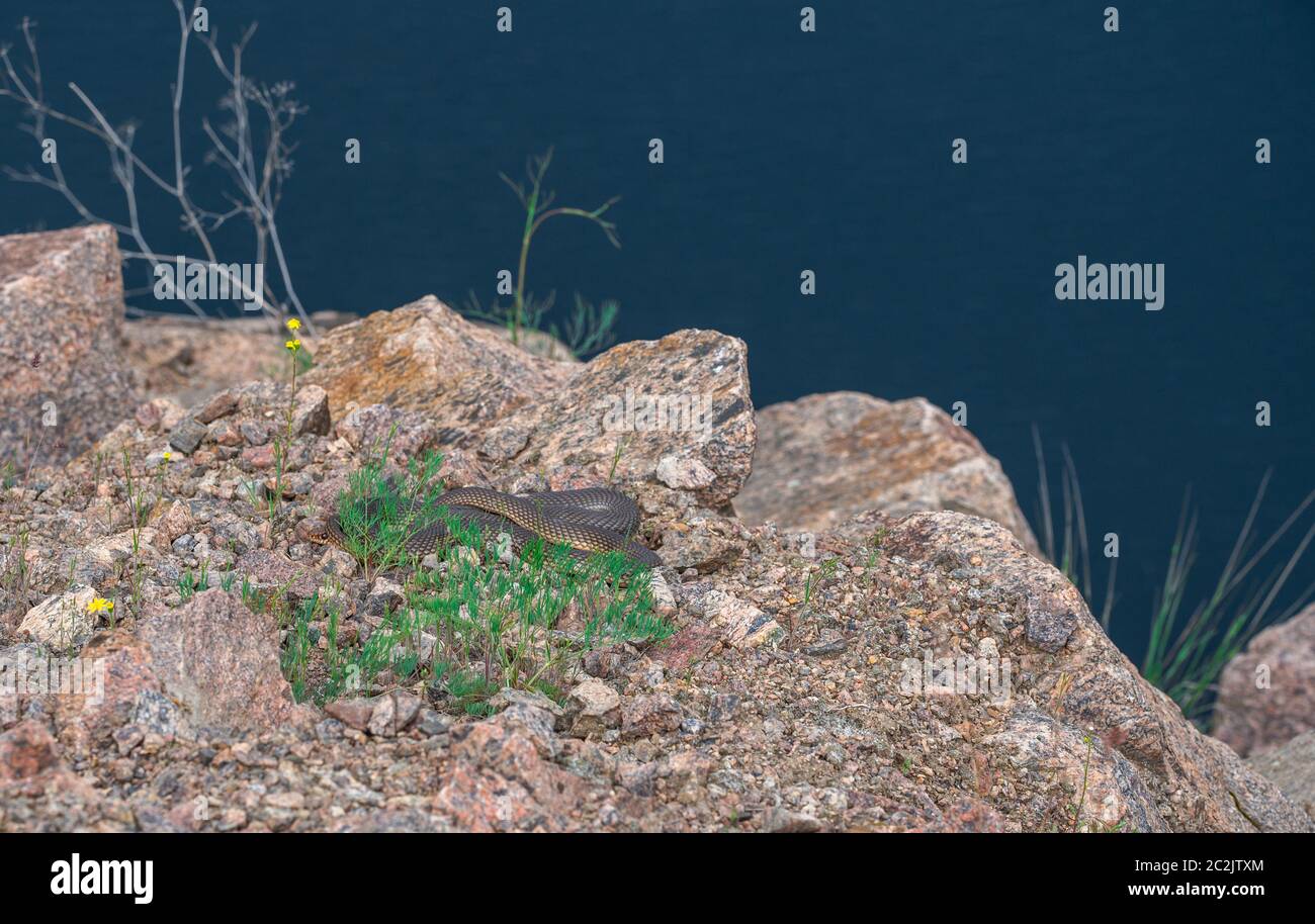 Serpent sur le lac de radon dans un lieu d'inondé Carrière de granit près de la rivière Bug du Sud en Mygiya village, Ukraine Banque D'Images