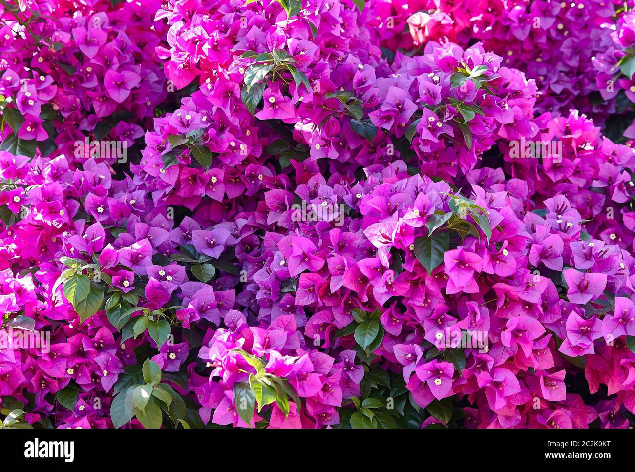 Petites fleurs violettes de Sicile Banque D'Images