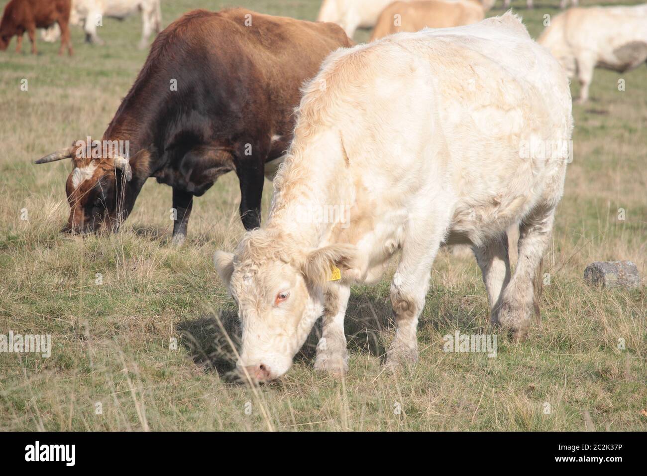 Le bétail blanc se reproduit en République tchèque Banque D'Images
