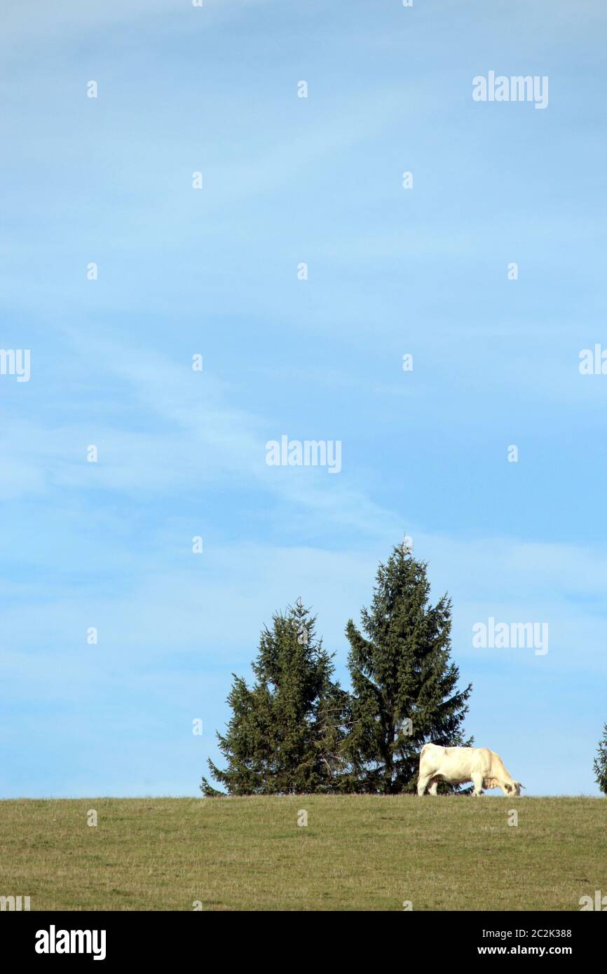 Le bétail blanc se reproduit en République tchèque Banque D'Images