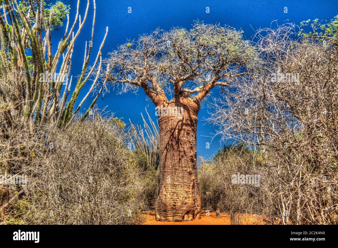 Paysage avec l'Adansonia rubrostipa aka baobab fieux dans la réserve de Reniala , Toliara, Madagascar Banque D'Images