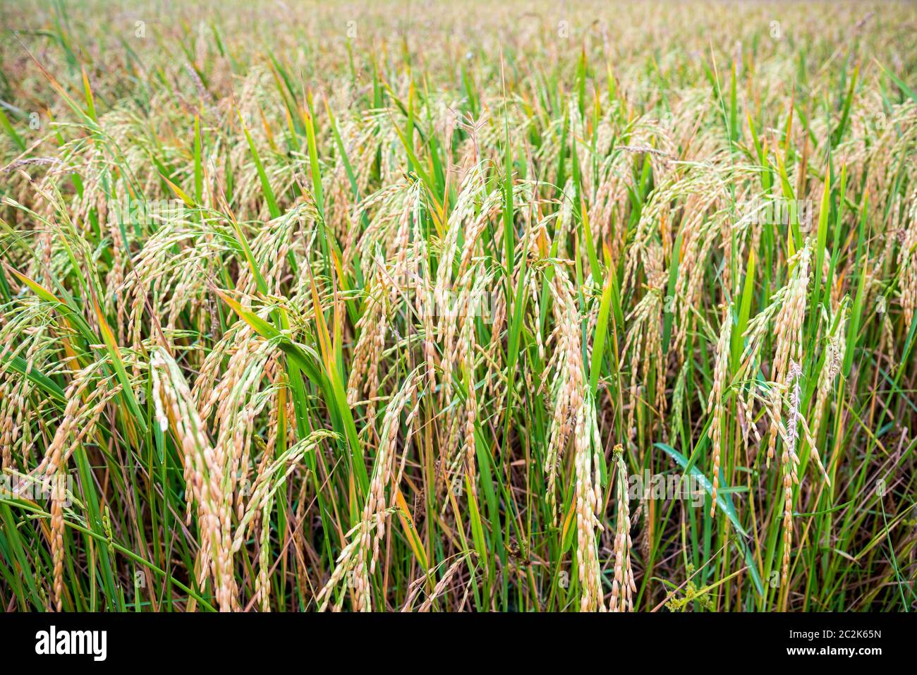 Gros plan de riz dans le paddy field Banque D'Images