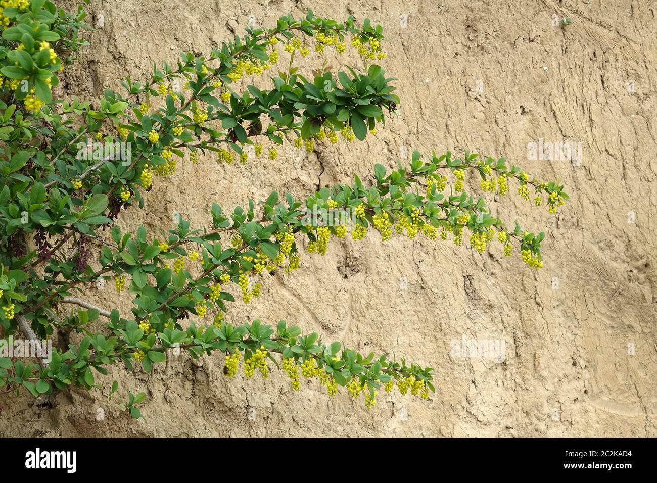 Berberry florale Berberis vulgaris devant le mur des cloess dans le Kaiserstuhl Banque D'Images