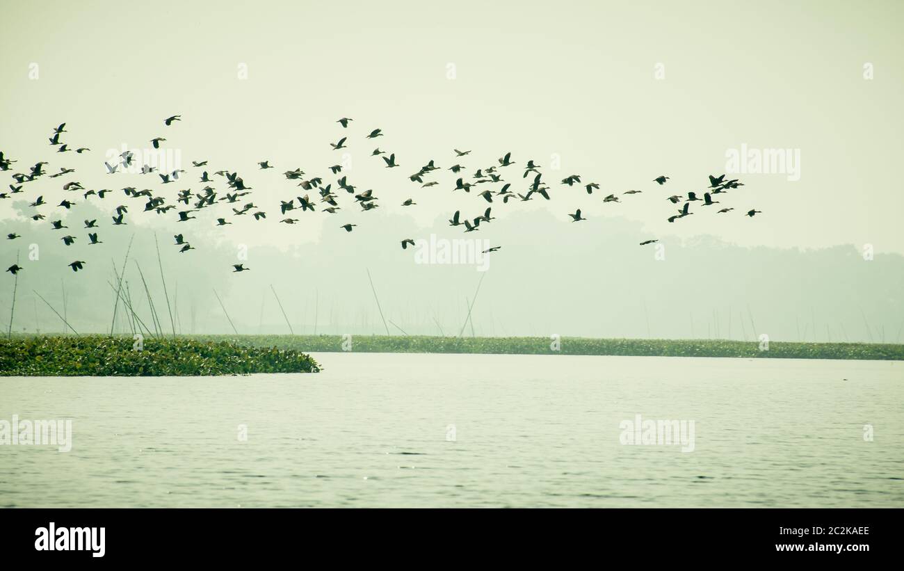 Troupeau de Shag Cormoran oiseaux volant sur le lac en hiver. Les oiseaux aquatiques migrateurs voler sur le chemin du retour vers leurs lieux de nidification, la journée sur le point de mettre fin à l'E Banque D'Images