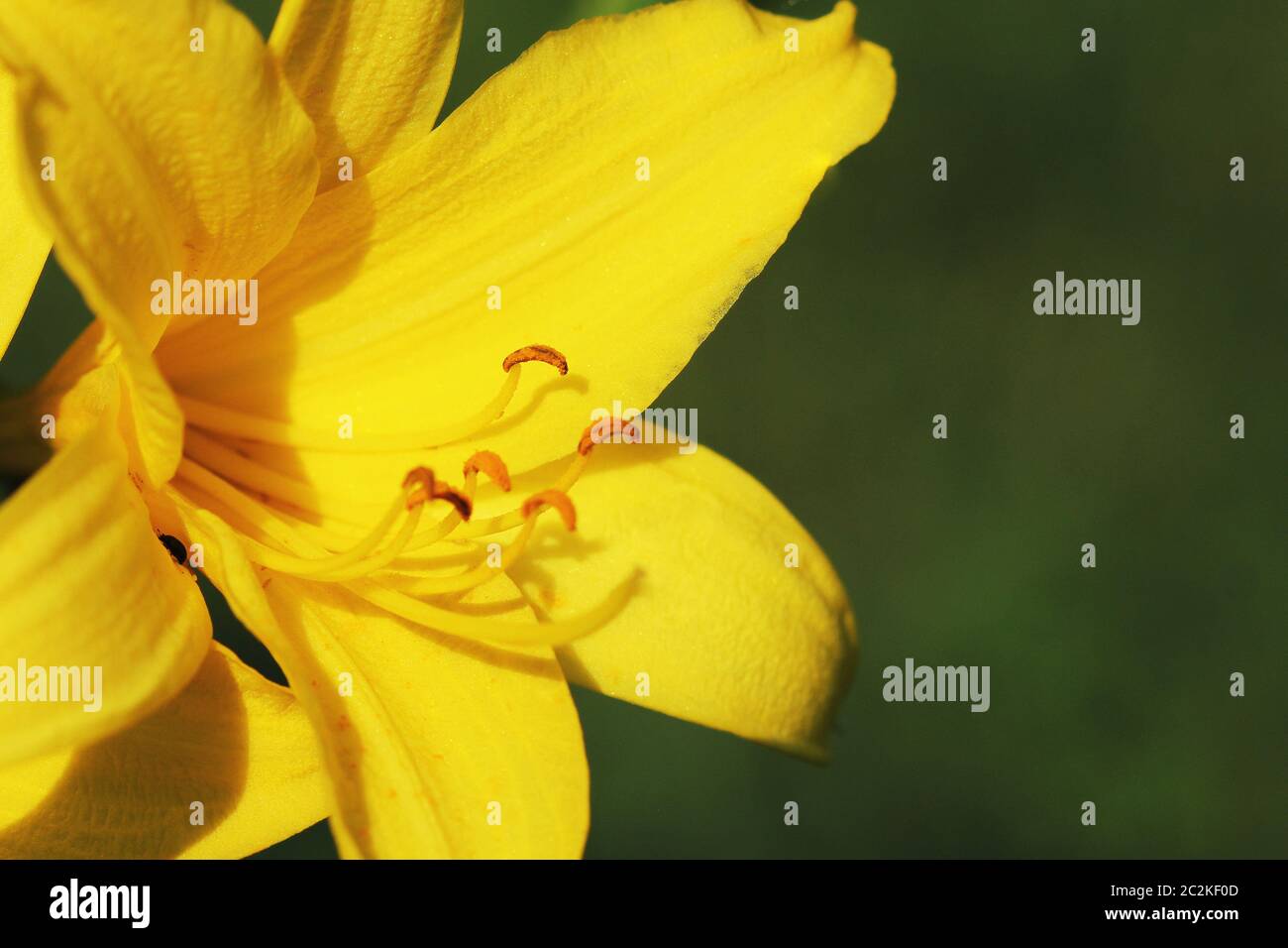 Hemerocallis lilioasphodelus fleur de la direction générale a également appelé Lily, jaune citron, l'hémérocalle Hemerocallis flava . Banque D'Images