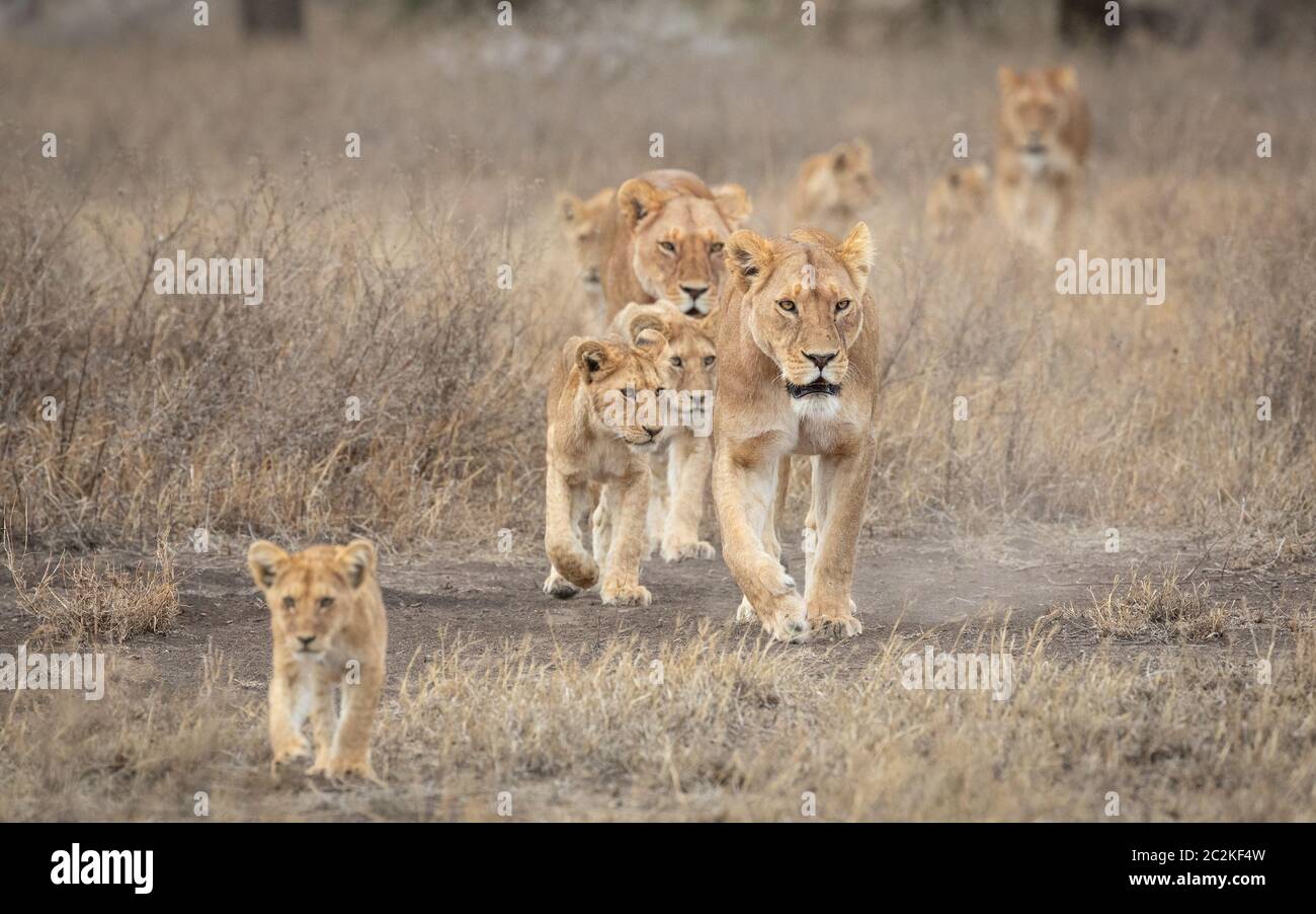 Fierté du lion menée par une femme adulte, avec beaucoup de petits lion marchant dans le brousse sec de Ndutu Tanzanie Banque D'Images