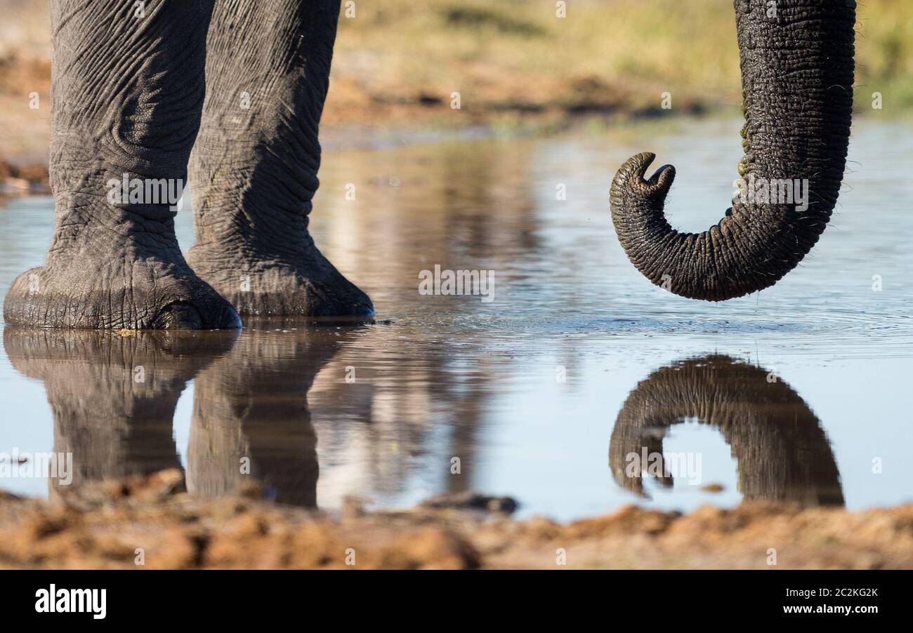 Les pattes et le tronc de l'éléphant sont rapprochés, ils réfléchis dans l'eau dans le delta du Khwai Okavango, au Botswana Banque D'Images