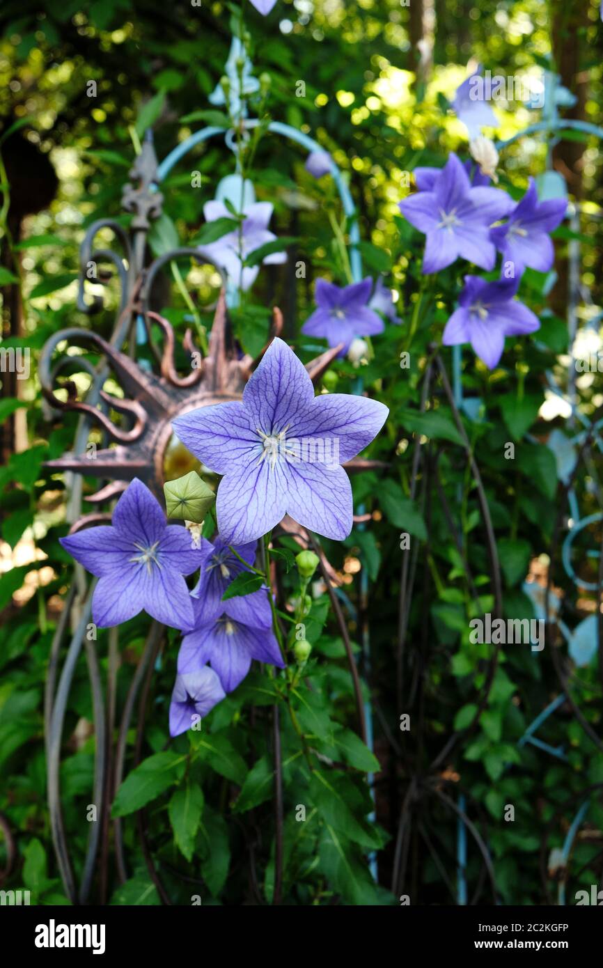 Platycodon bleu ou violet ou fleur de ballon en pleine floraison ou en fleur dans un cadre de jardin à la maison dans l'Alabama, États-Unis. Banque D'Images