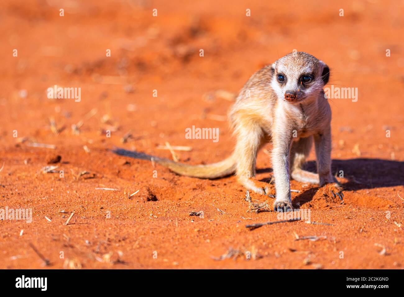 Jeune meerkat ou suricate, Suricata suricata Banque D'Images