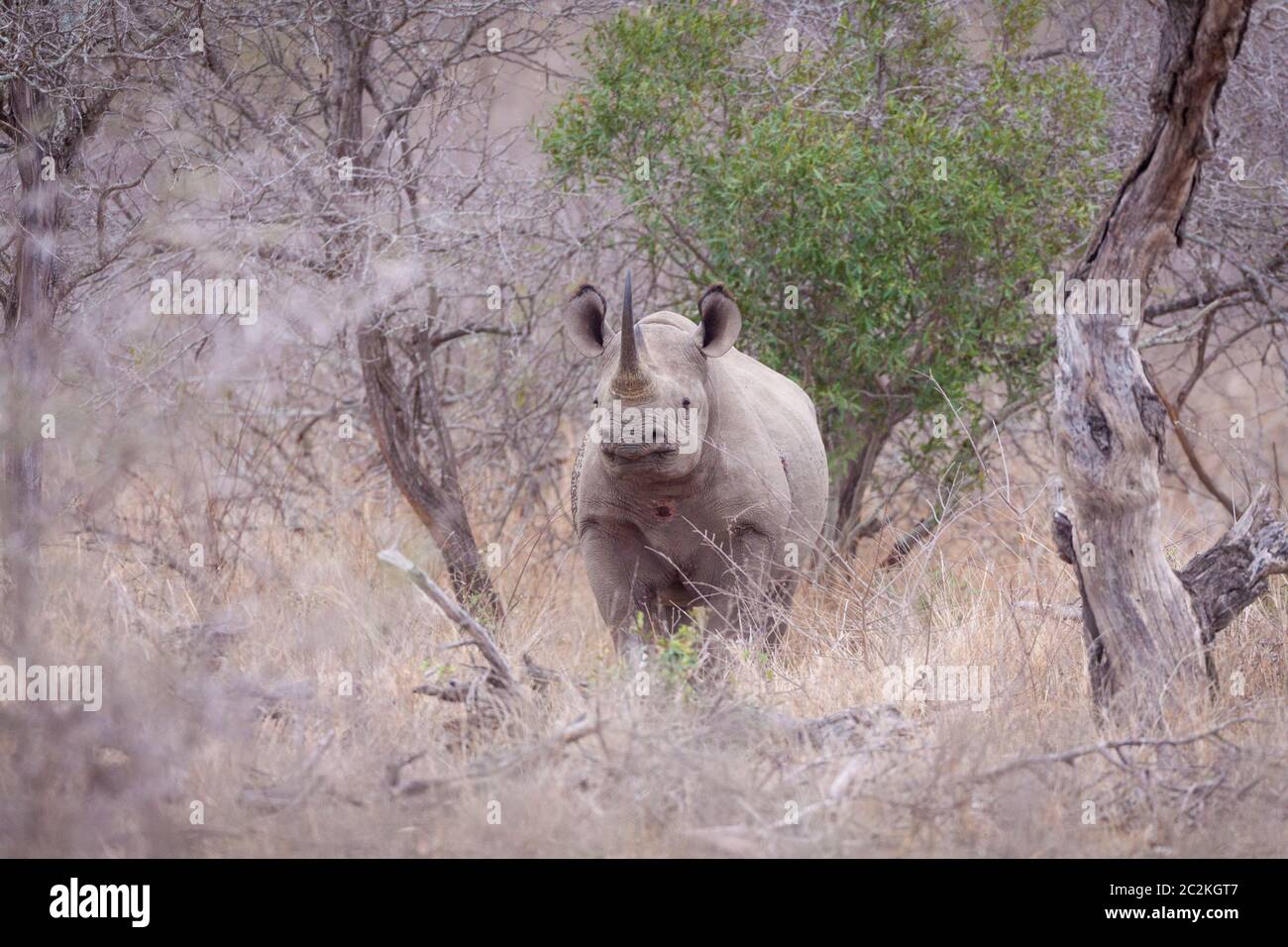 Un rhinocéros noir adulte en alerte, tête debout dans le Bush à Kruger Park en Afrique du Sud Banque D'Images