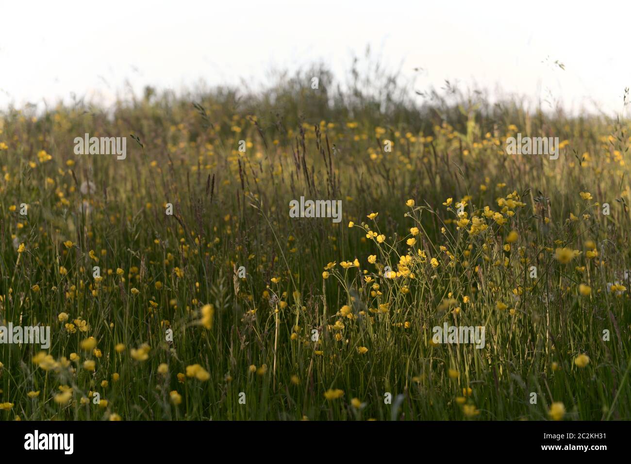 L'herbe longue, les pissenlits et les buttercups entre autres plantes composent cette image de texture de prairie. Accent particulier sur les butterbutterbutter à l'applique ensoleillée. Banque D'Images