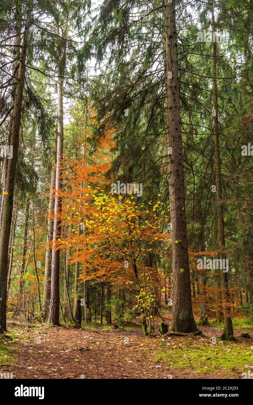 Automne dans la forêt Banque D'Images