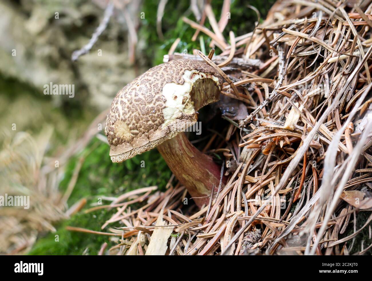 Un champignon dans la forêt Banque D'Images