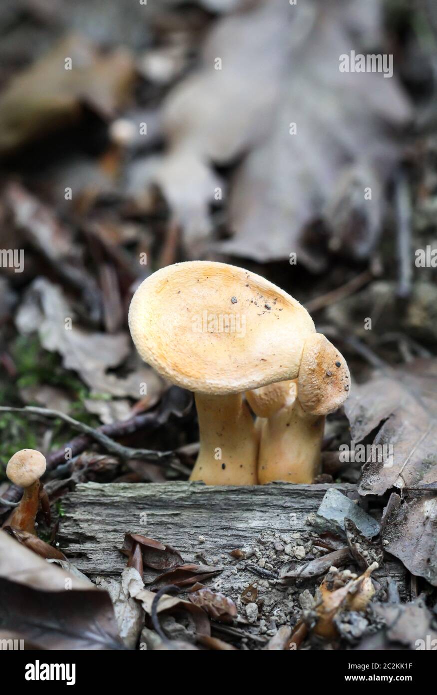 Un champignon dans la forêt Banque D'Images