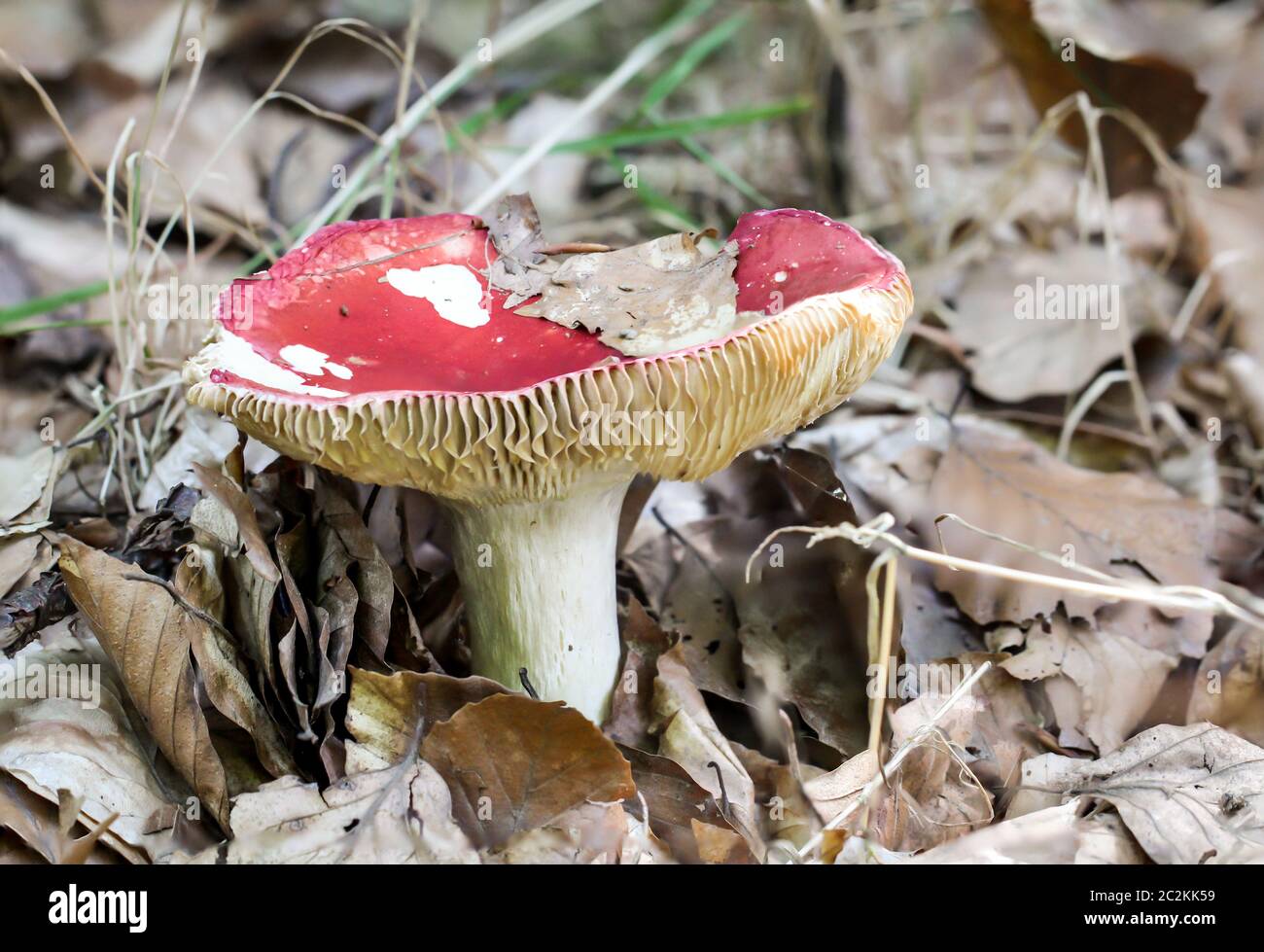 Un champignon dans la forêt Banque D'Images