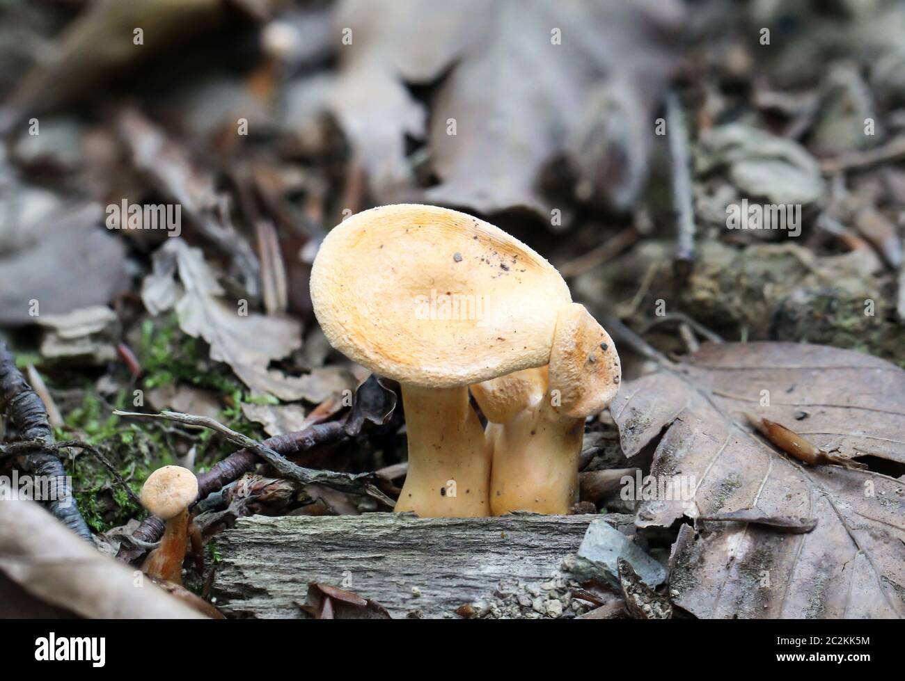 Un champignon dans la forêt Banque D'Images