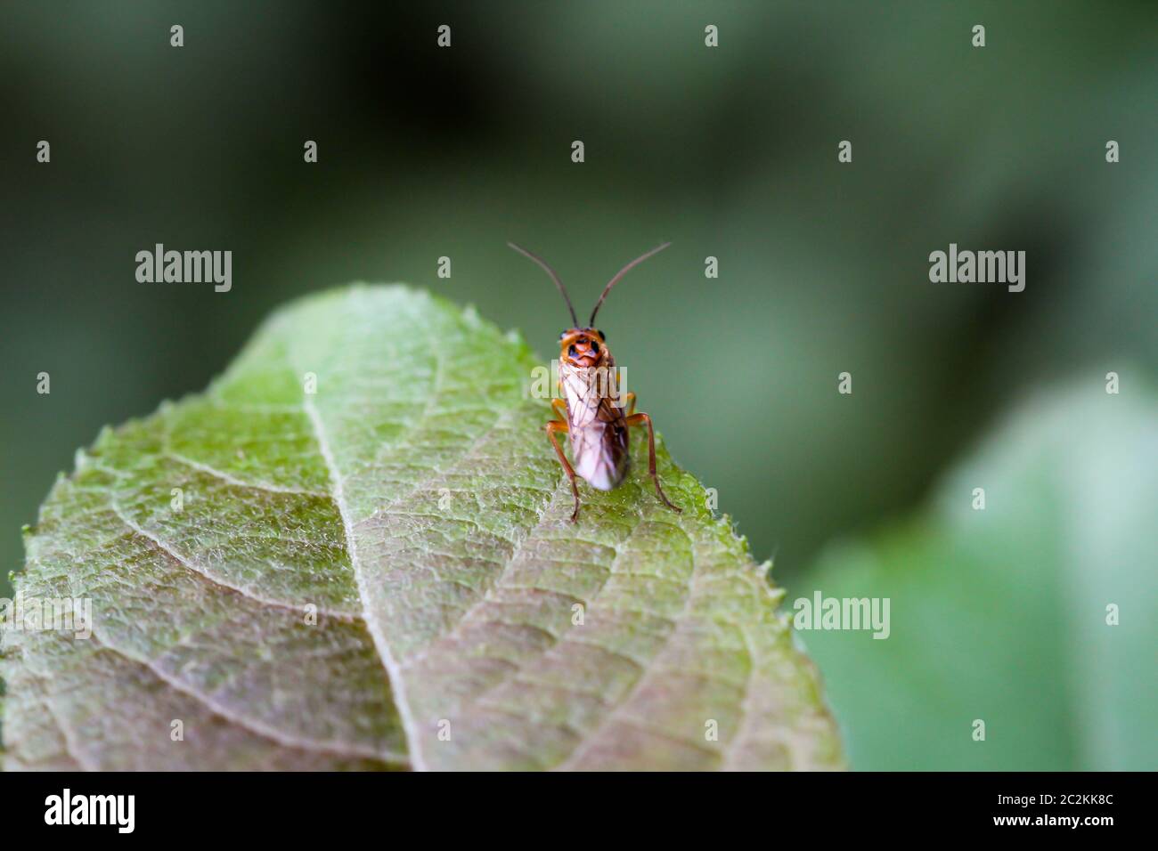 Une mouche, un insecte sur une plante Banque D'Images