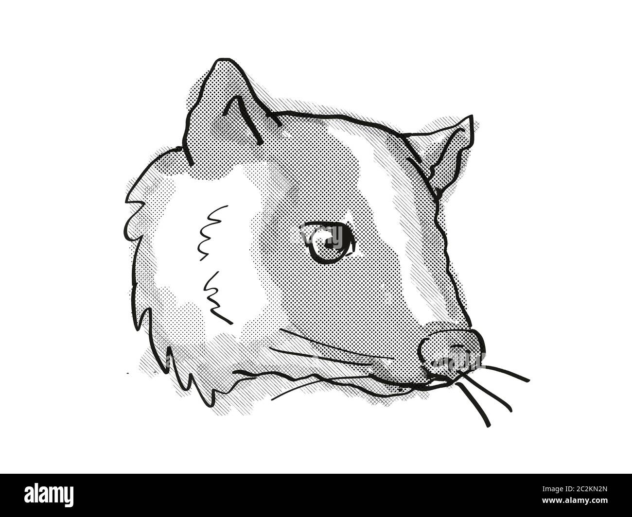 Retro cartoon style dessin de tête d'un Palm ou civette Paguma masqués Larvata, une espèce d'espèces isolées sur fond blanc fait en blac Banque D'Images