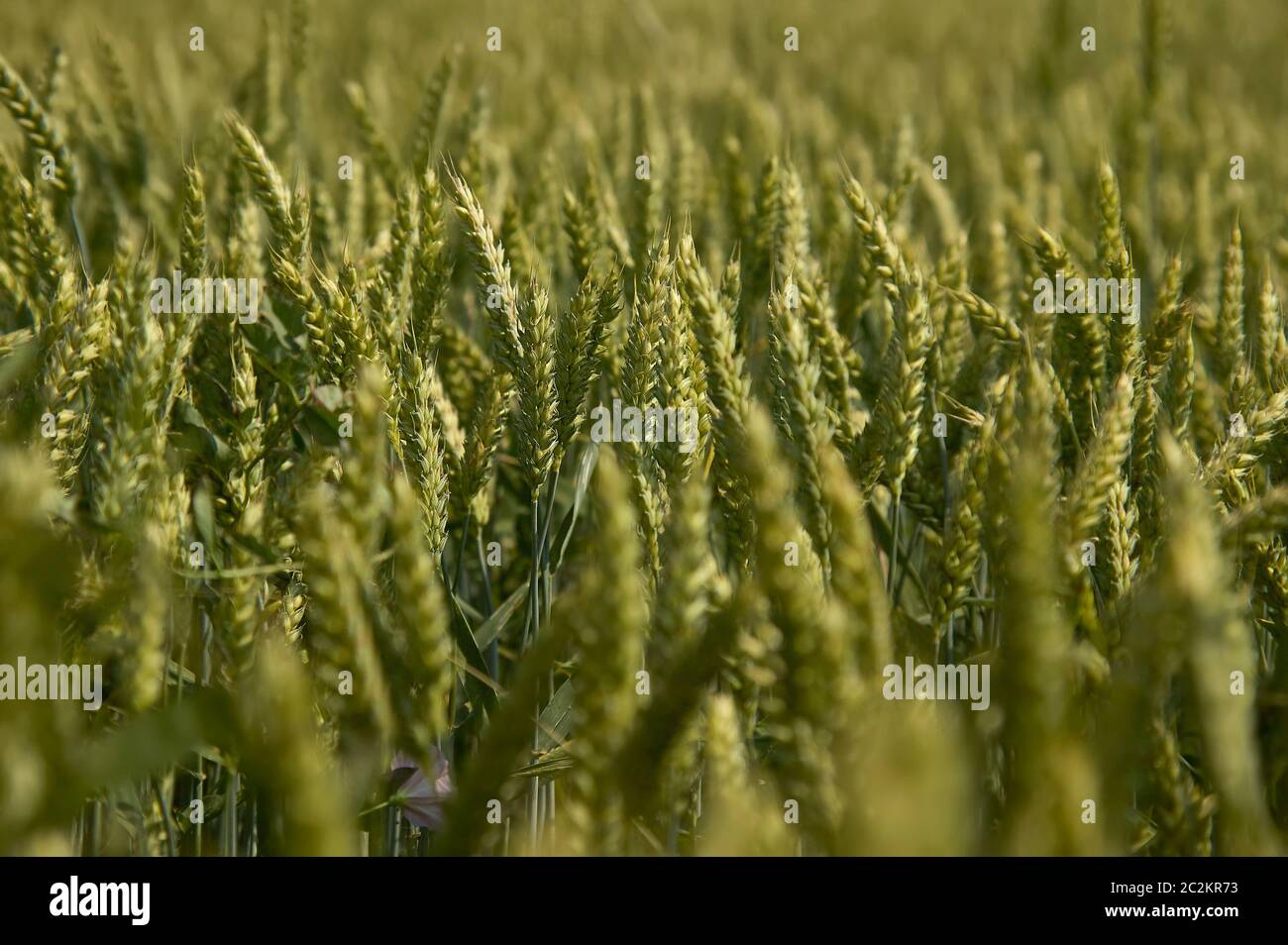 Les oreilles de l'orge dans un champ de la culture, de l'agriculture en Italie. Banque D'Images
