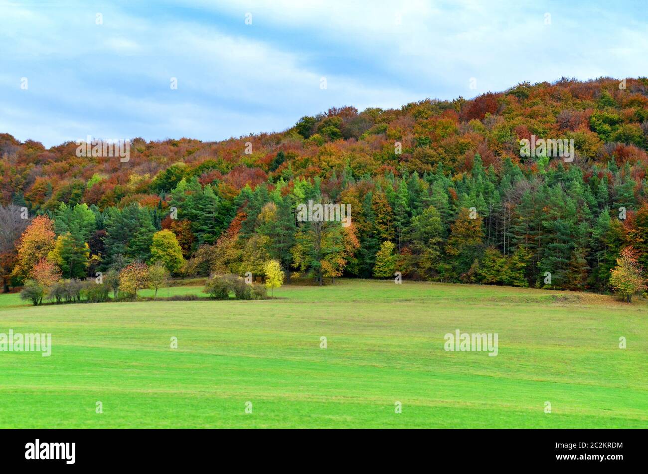 forêt d'automne colorée en octobre Banque D'Images