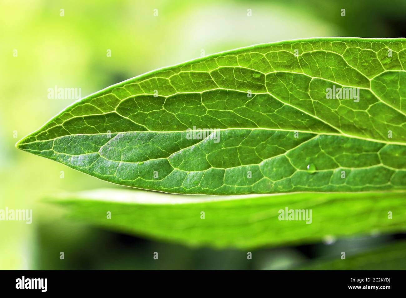 Gros plan d'une feuille verte d'une pivoine Banque D'Images