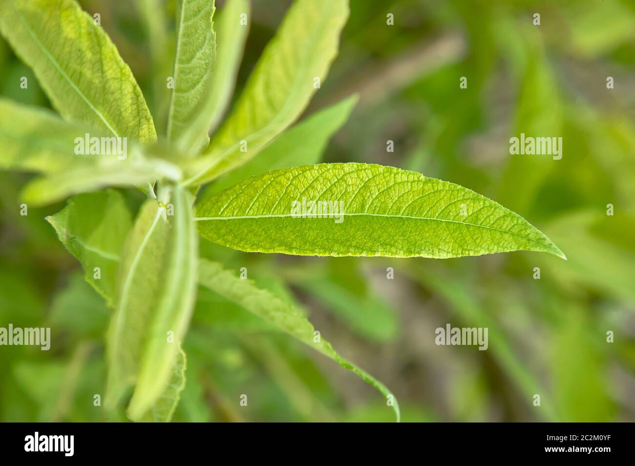 Les jeunes feuilles allongées en pleine croissance et floraison au printemps Banque D'Images