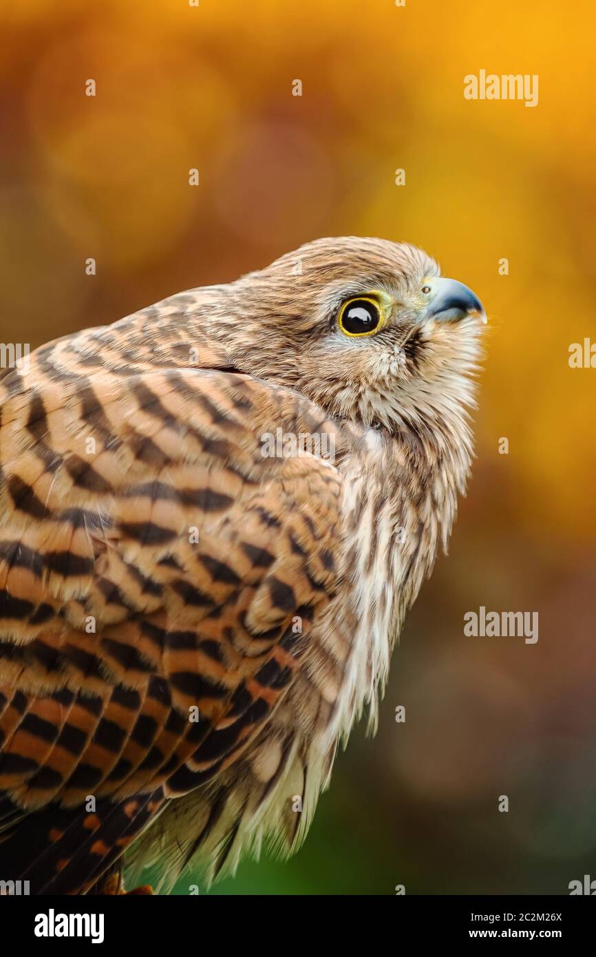 Faucon crécerelle (Falco tinnunculus) Banque D'Images