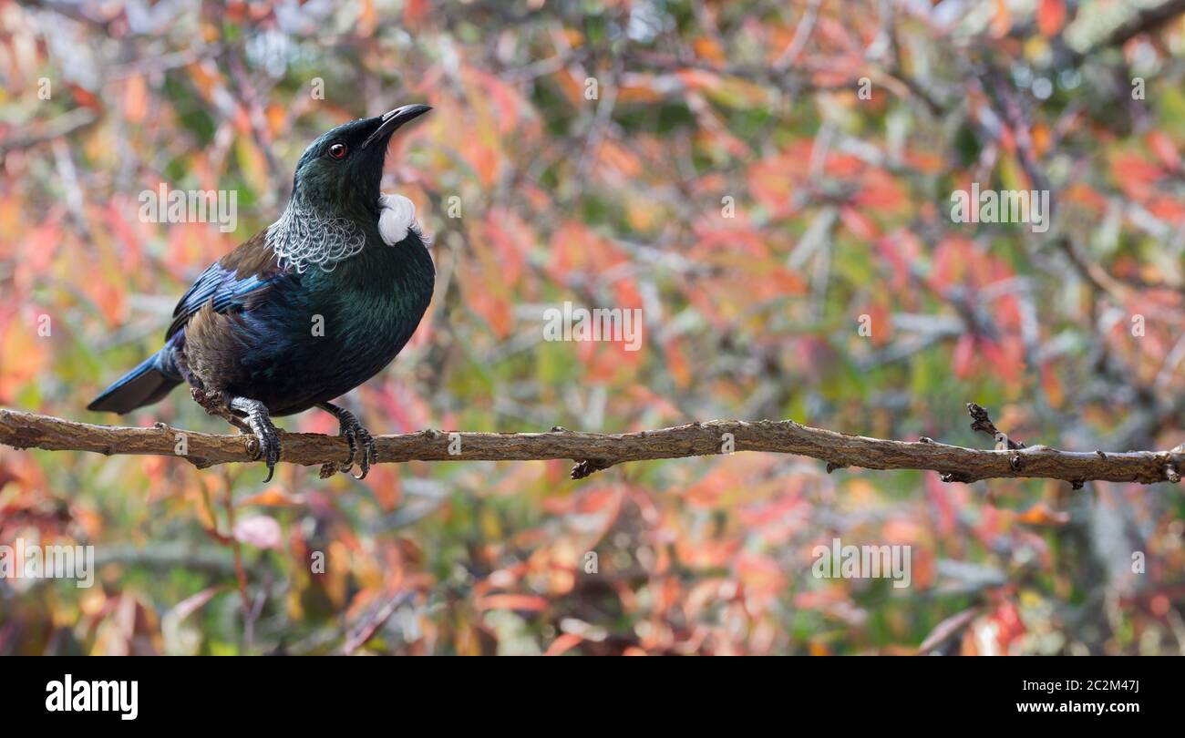 Oiseau Tui natif de Nouvelle-Zélande avec bokeh d'automne laisse arrière-plan bannière haute résolution Banque D'Images