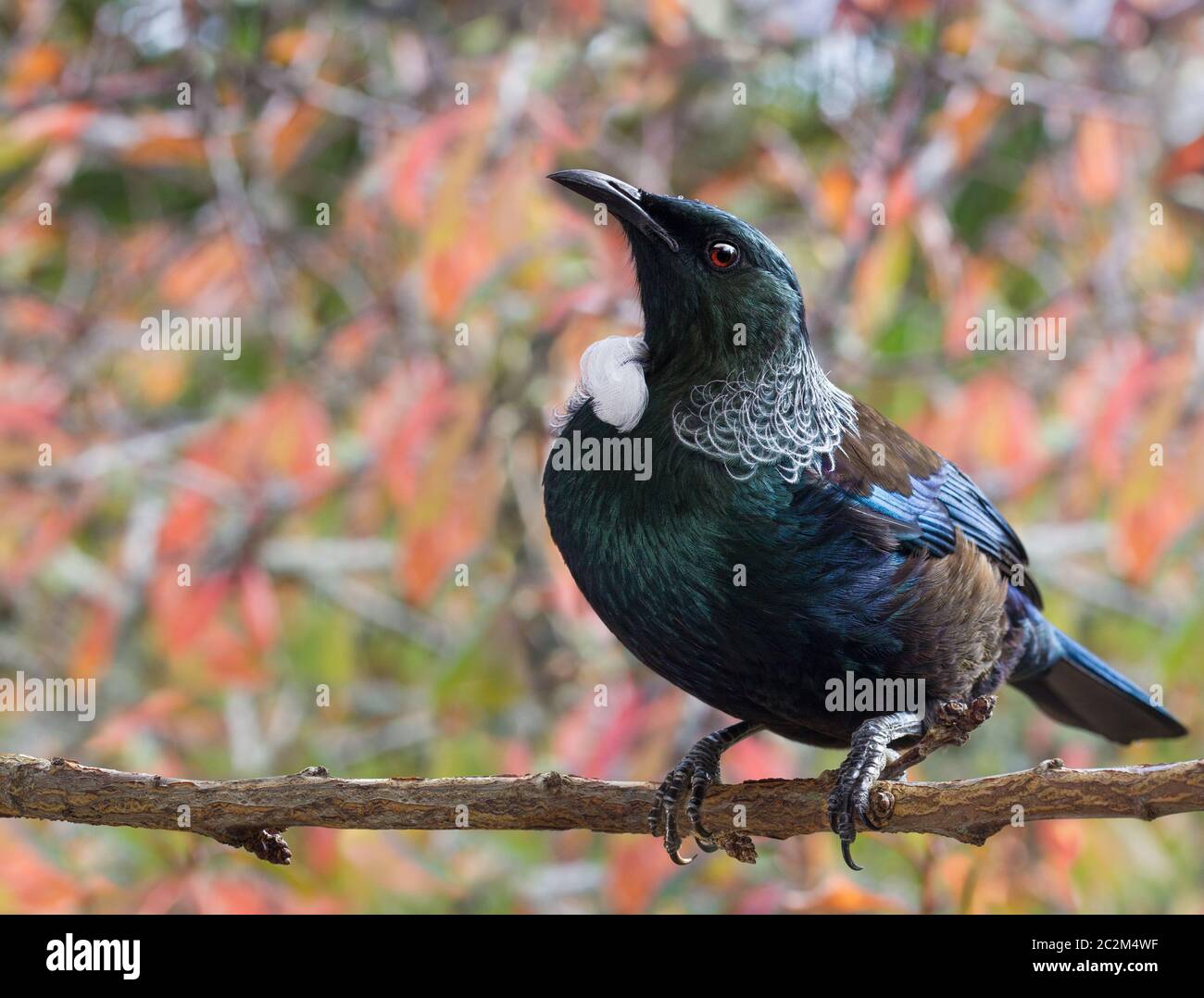 Oiseau Tui originaire de Nouvelle-Zélande avec bokeh d'automne laisse le fond de près Banque D'Images