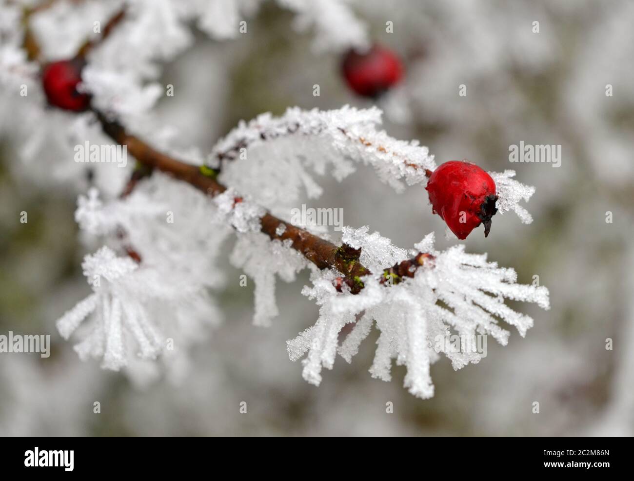 buisson d'aubépine enneigé en hiver Banque D'Images