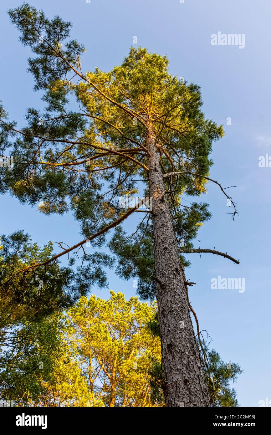 PIN écossais (Pinus) sur le ciel bleu - Lubiatowo, Pomerania, Pologne Banque D'Images