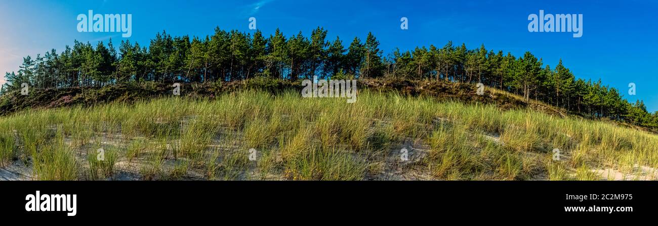Forêt sauvage polonaise - Parc national de Slowinski, Pologne Banque D'Images