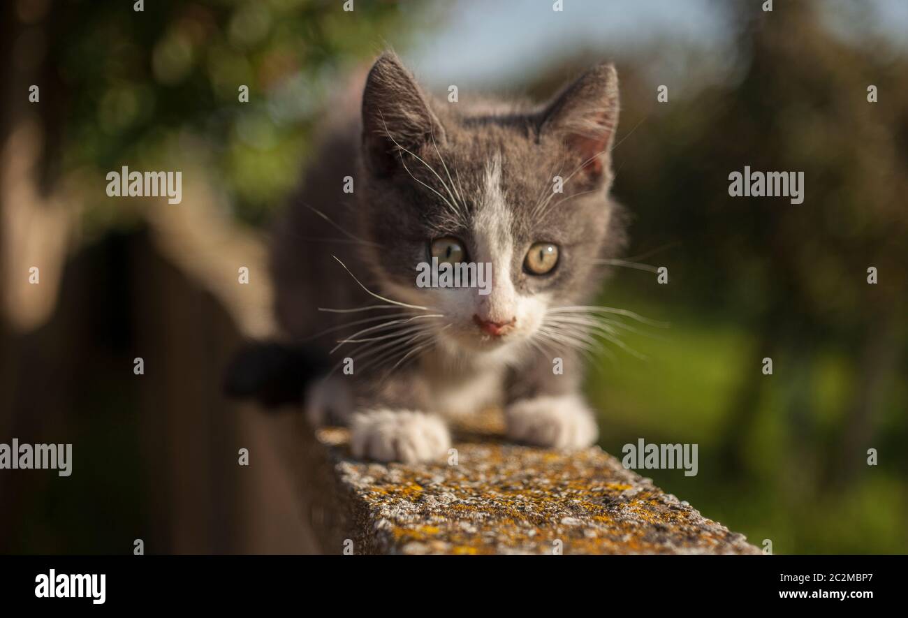 Portrait D Un Petit Chat Gris Et Blanc Chiot Sur Un Fond Vert En Marchant Et Jouant En Equilibre Sur Un Muret Photo Stock Alamy