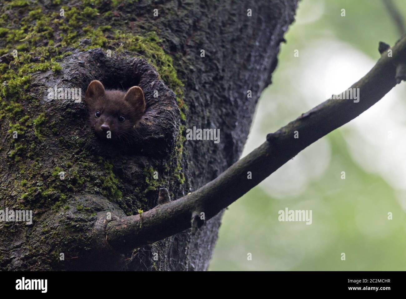 L'enfant de European Pine Marten regarde par un trou d'arbre Banque D'Images