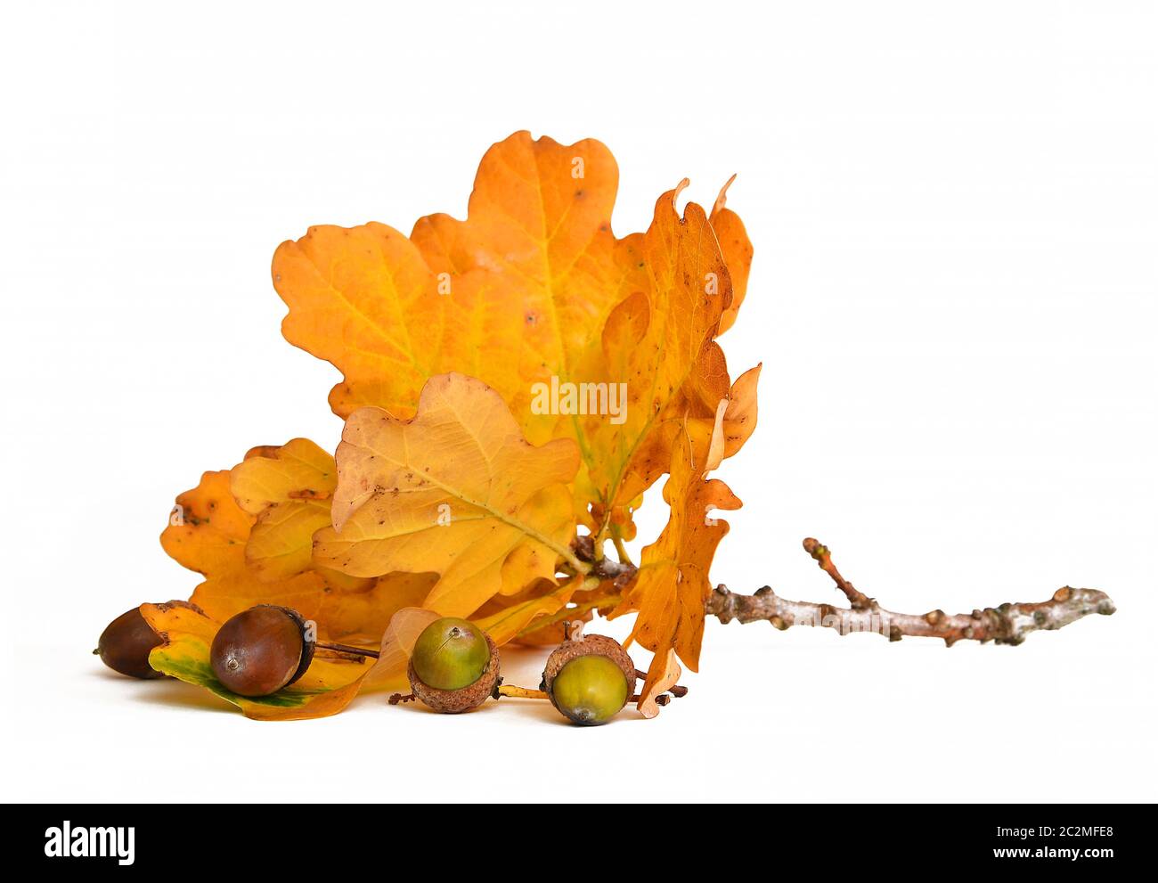 glands mûrs aux feuilles colorées Banque D'Images