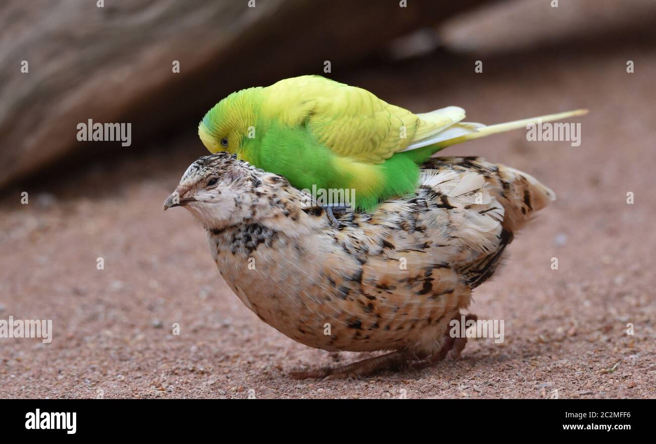 Budgerigar fait un tour Banque D'Images