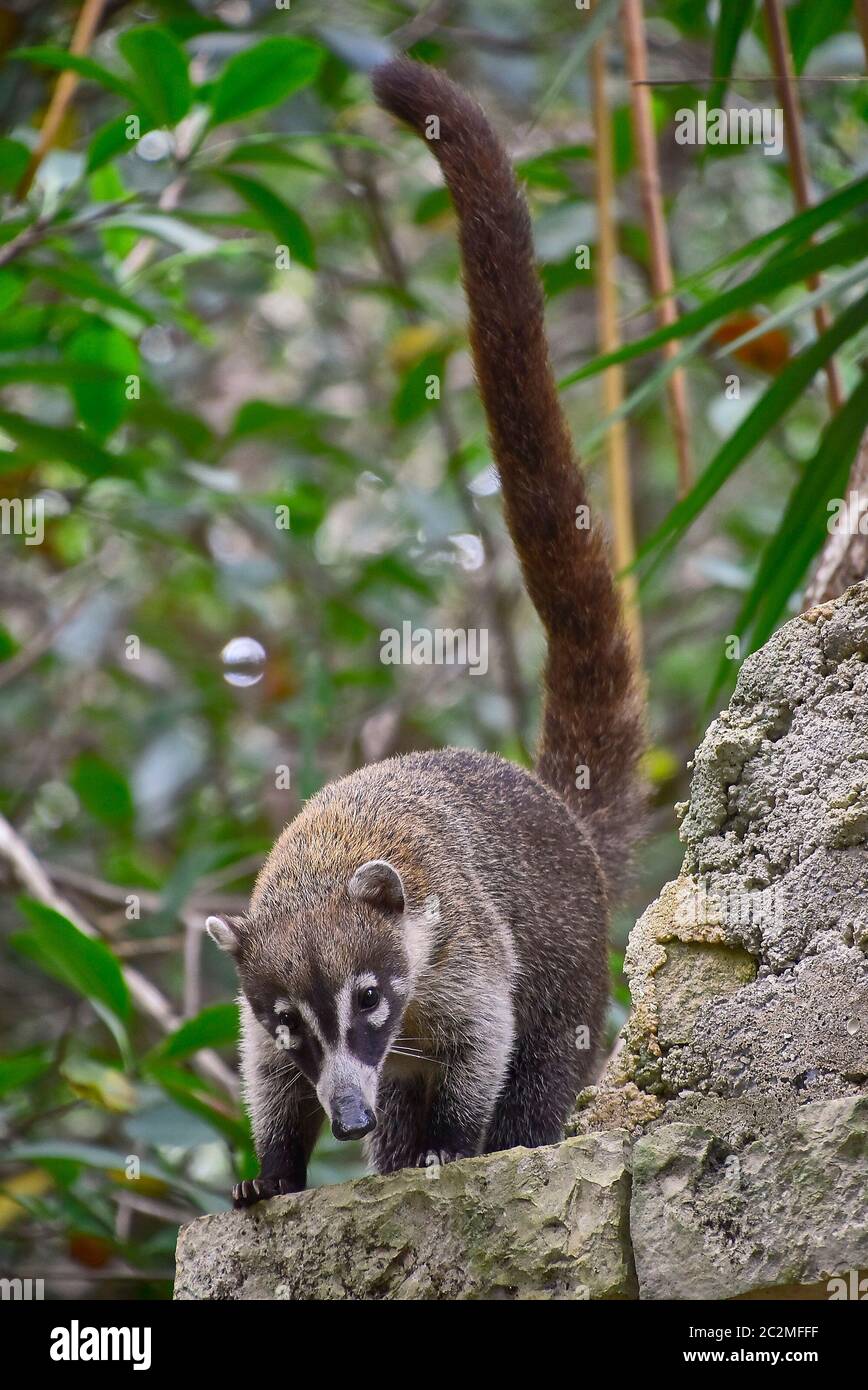 Exemplaire de coatì (Nasua norica) immergé dans la forêt tropique où il vit des arbres grimpants. Banque D'Images