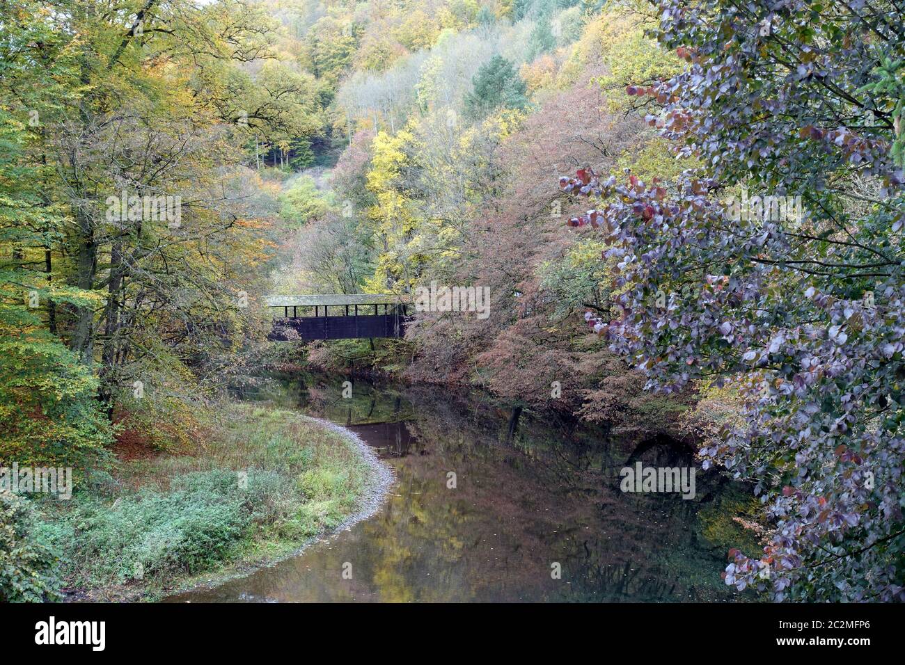 Herbstlicher Wald an der Wied nach der Wassermühle suis Laubach, Neuwied, Rheinland-Pfalz, Deutschland Banque D'Images
