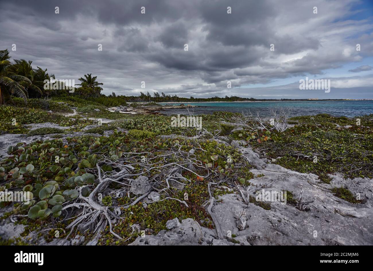Végétation tropicale qui pousse parmi les rochers de la côte des Caraïbes du Mexique, précisément dans la plage de Xpu-Ha. Banque D'Images