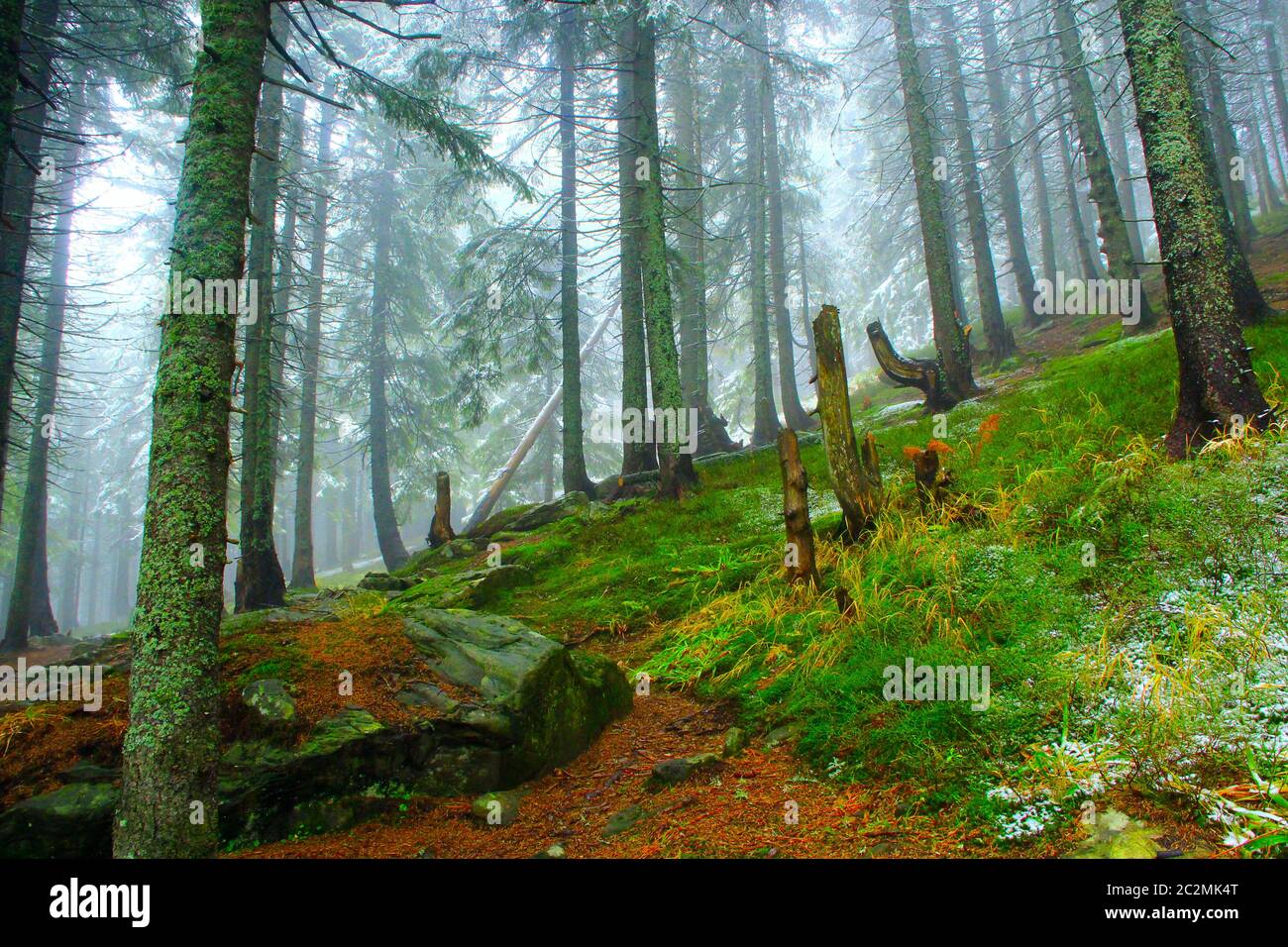 Forêt dense de sapins verts après la première neige de l'année. Forêt de sapins sombre. Paysage forestier Banque D'Images