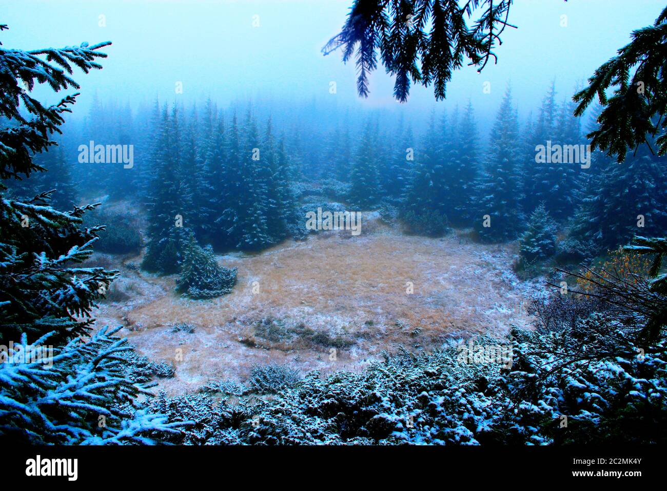 défrichement dans la forêt avec des sapins après la première neige de l'année Banque D'Images
